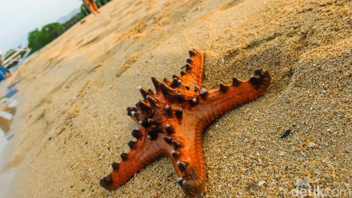 Pesona Pasir Timbul di Pulau Paniki Minahasa Utara Pulau Paniki menjadi destinasi wisata favorit Minahasa Utara karena memiliki pasir timbul saat laut surut. Yuk, intip pesona Pulau Paniki.