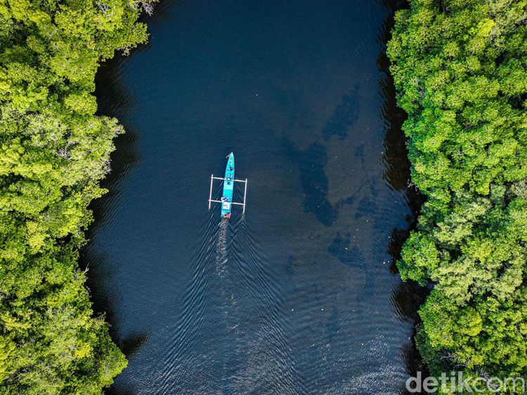 Sensasi Susur Hutan Mangrove Palaes Bak Film Petualangan Sherina