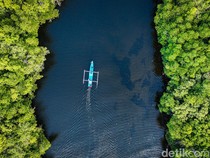 Sensasi Susur Hutan Mangrove Palaes Bak Film Petualangan Sherina