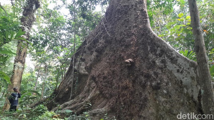 Sirah Cai Cikandung di Dusun Sukasari, Desa Nyalindung, Kecamatan Cimalaka, Kabupaten Sumedang.