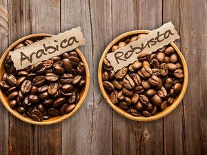 Antara Robusta dan Arabika, Mana Kopi yang Lebih Sehat?