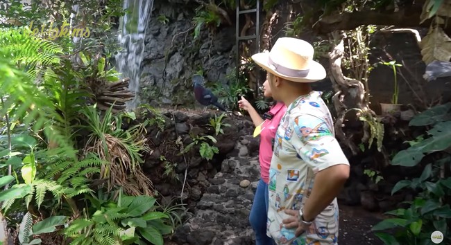 Salah satu koleksinya ada burung Victoria Mambruk. Irfan menjelaskan bahwa jenis burung tersebut merupakan merpati yang terbesar di dunia dan milik Indonesia. Burung tersebut juga termasuk salah satu hewan yang dilindungi dan memiliki sertifikat. Foto: YouTube/deHakims Aviary