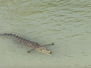 Turis Gemas Lihat Buaya Bergaya Serasa Minta Dipeluk padahal...