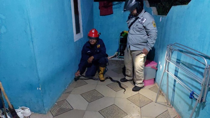Damkar Kabupaten Bogor evakuasi ular kobra di teras rumah warga