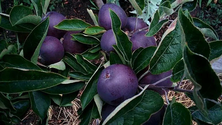 Mau Coba? Apel Black Diamond Ini Dijual Rp 94 Ribu per Buah