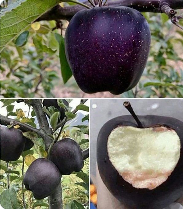 Mau Coba? Apel Black Diamond Ini Dijual Rp 94 Ribu per Buah