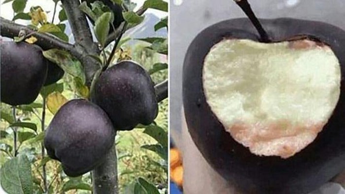 Mau Coba? Apel Black Diamond Ini Dijual Rp 94 Ribu per Buah