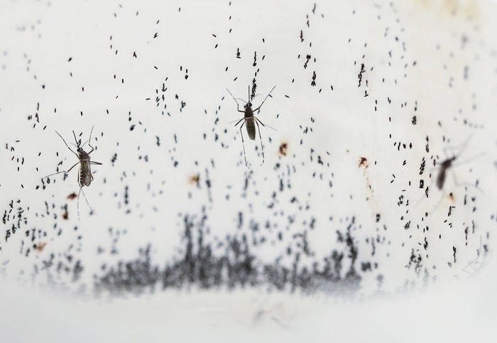 Mosquitoes lay eggs inside the World Mosquito Programs factory, in Medellin, Colombia, Thursday, Aug. 10, 2023. Scientists are breeding the mosquitoes to carry the bacteria Wolbachia, which interrupts the transmission of dengue. (AP Photo/Jaime Saldarriaga)
