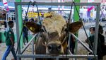 Pernah Lihat Kontes Sapi Ternak? Begini Potretnya