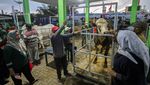 Pernah Lihat Kontes Sapi Ternak? Begini Potretnya