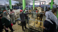 Kontes itu bertujuan untuk meningkatkan populasi dan produktivitas sektor peternakan di wilayah tersebut.