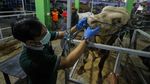 Pernah Lihat Kontes Sapi Ternak? Begini Potretnya