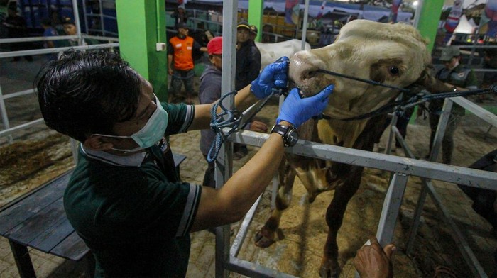 Petugas mengecek kondisi sapi peserta kontes ternak di Bojonegoro, Jawa Timur, Selasa (21/11/2023). Kegiatan yang diikuti sedikitnya 140 sapi ternak unggulan milik warga itu bertujuan untuk meningkatkan populasi dan produktivitas sektor peternakan di wilayah tersebut. ANTARA FOTO/Muhammad Mada/nym.