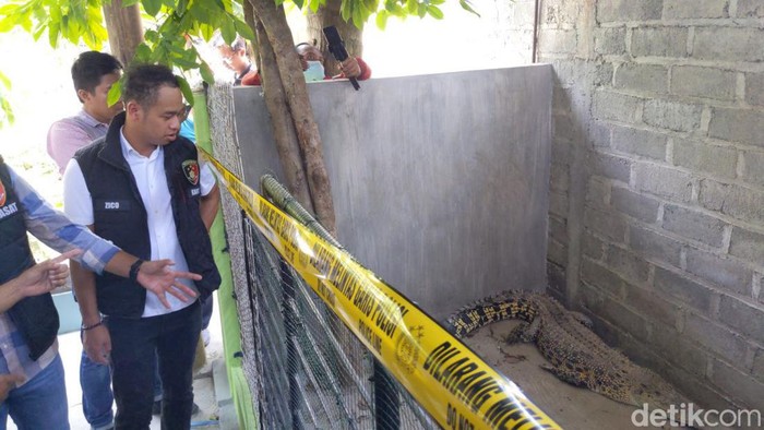 Polisi tetapkan pemelihara buaya di Tulungagung sebagai tersangka