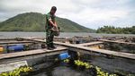 Potret Budi Daya Ikan Nila di Keranda Apung Danau