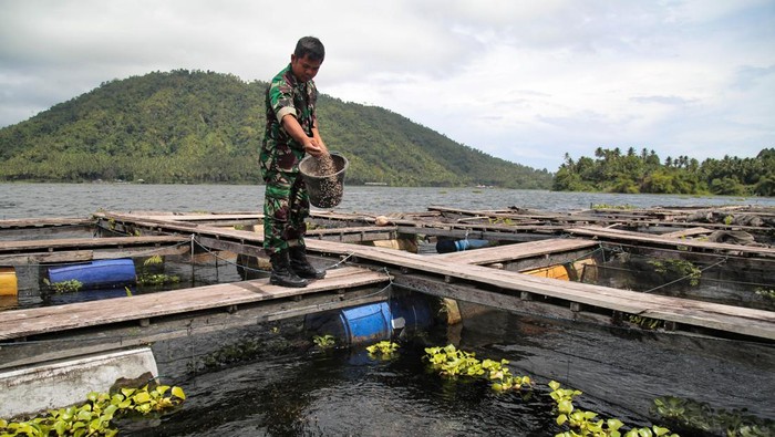 Anggota TNI AD Pembina Desa (Babinsa) Koramil 1508-Galela Sersan Mayor Ardi Wijaya berjalan di atas keramba apung untuk memberi makan ikan nila yang dibudidayakan di Danau talaga duma, Desa Togawa Besi, Kabupaten Halmahera Utara, Maluku Utara, Rabu (22/11/2023). Sersan Mayor Ardi Wijaya memanfaatkan danau telaga duma untuk budidaya berbagai jenis ikan nila dengan menggunakan sistem keramba apung itu sejak 2016 sekaligus memenuhi permintaan sejumlah rumah makan di Tobelo yang dijual Rp60 ribu per kilogram serta jadikan motivasi kepada masyarakat untuk membudidayakan ikan nila. ANTARA FOTO/Andri Saputra/aww.