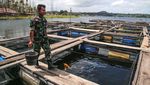 Potret Budi Daya Ikan Nila di Keranda Apung Danau