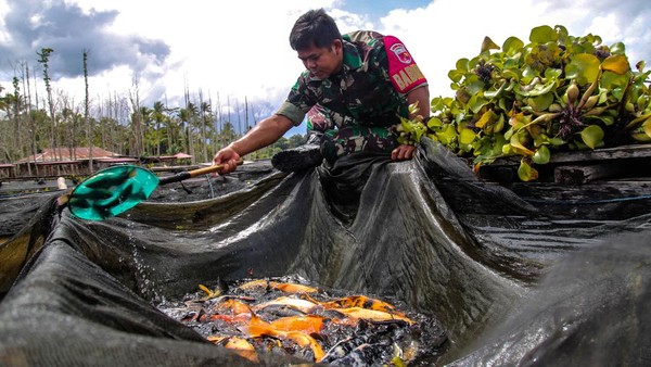 Potret Budi Daya Ikan Nila di Keranda Apung Danau
