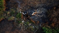 Pohon hingga semak hangus terbakar.  