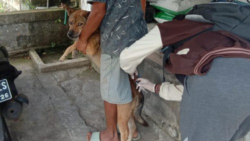 Vaksinasi emergency yang dilakukan petugas di Desa Manggissari, Kecamatan Pekutatan, Kabupaten Jembrana pasca terjadi gigitan anjing rabies, Rabu (22/11/2023).
