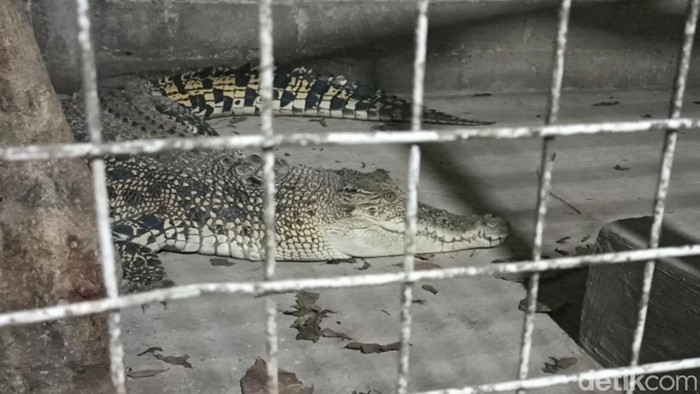Warga Tulungagung pelihara buaya di perkampungan selama 7 tahun