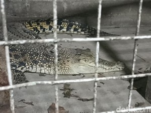 Warga Tulungagung Pelihara 2 Ekor Buaya Selama 7 Tahun di Perkampungan