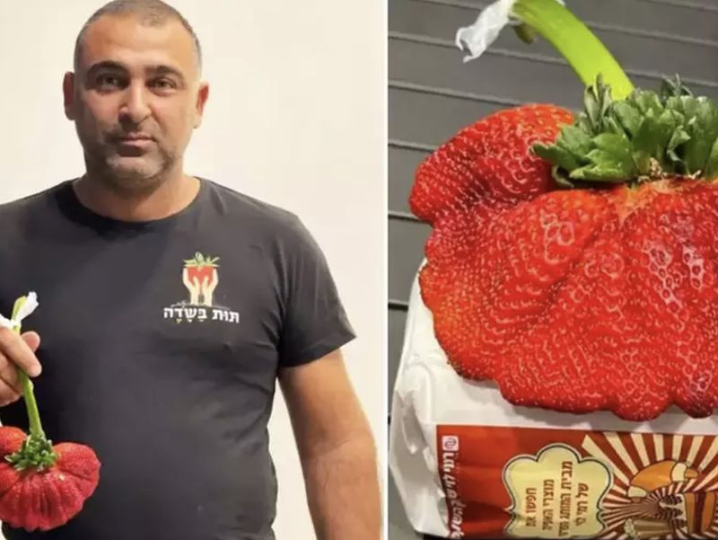 Wouw! 7 Rekor Makanan Jumbo Versi Guinness World Record Bikin Kaget