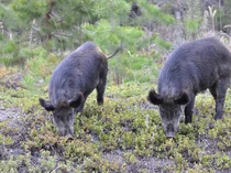 Warlok Resah Turis-Turis Memburu Babi Hutan buat Selfie
