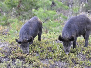 Babi Hutan Blesteran yang Mengerikan