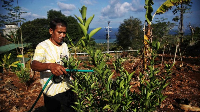 defaultBRI berusaha mengembalikan 'kejayaan' Desa Tritiro sebagai penghasil jeruk dengan cara memberikan bantuan bibit pada 2022 lalu. Bibit itu ditanam di lahan desa.