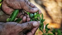 Bantuan bibit yang kini sudah ditanam di lahan desa itu merupakan upaya BRI untuk mengembalikan kejayaan Desa Tritiro sebagai penghasil komoditas jeruk di Indonesia.   