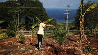 Warga menyiram tanaman jeruk di lahan milik Desa Tritiro, Bulukumba, Sulawesi Selatan, Rabu (1/11/2023).  