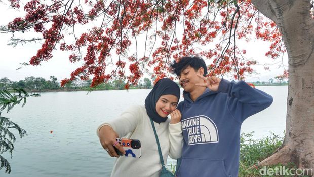 Cantiknya bunga flamboyan bermekaran