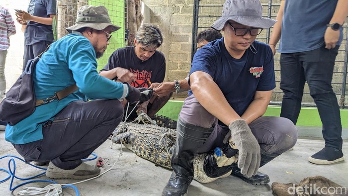 Dramatisnya evakuasi dua buaya milik warga Tulungagung