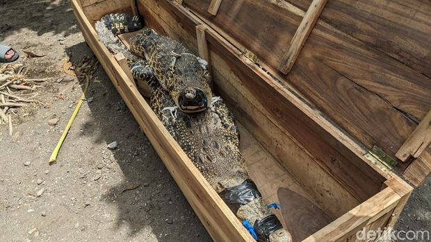 Dramatisnya evakuasi dua buaya milik warga Tulungagung