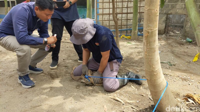 Dramatisnya evakuasi dua buaya milik warga Tulungagung
