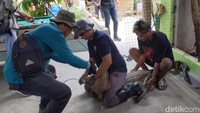Dua ekor buaya yang dievakuasi adalah jenis Buaya Muara dan Buaya Irian milik Hendri Novianto, warga lingkungan 9, Desa/Kecamatan Ngunut, Tulungagung.