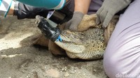 Pada tahap pertama, petugas mencoba mengevakuasi Buaya Muara. Jerat tali yang telah disiapkan dimasukkan ke moncong buaya dengan memanfaatkan pipa PVC.