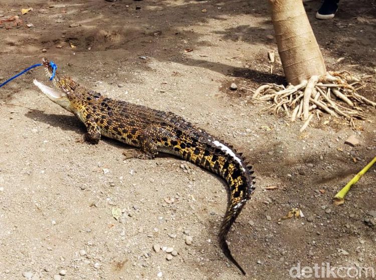 BBKSDA Jatim Evakuasi Dua Buaya Peliharaan Warga Tulungagung
