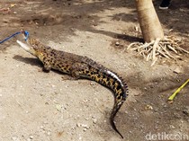 BBKSDA Jatim Evakuasi Dua Buaya Peliharaan Warga Tulungagung