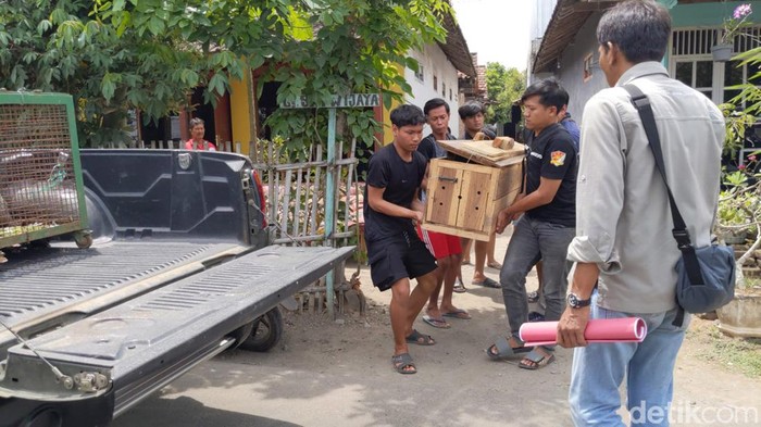 Evakuasi Dua Buaya Peliharaan Warga Tulungagung