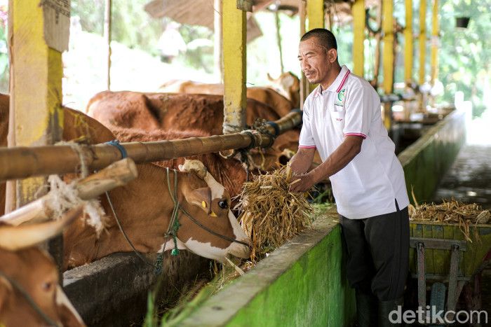 Kegiatan Kelompok Tani Ternak Sumber Rejeki Lamongan