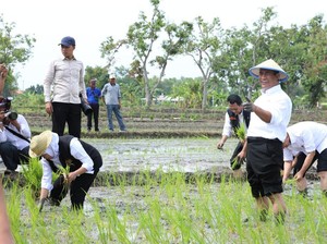 Genjot Produksi Beras, Mentan Serukan Cara Tanam Culik dari Tuban