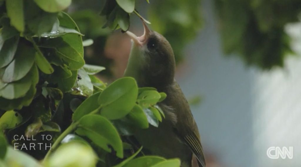 Akikiki, burung kecil berwarna abu-abu asli Hawaii. (Tangkapan Layar Video CNN Internasional)