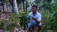 Salah satu warga membudidayakan alpukat di lahan miliknya.  