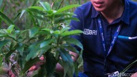 PT Bank Rakyat Indonesia (Persero) Tbk diketahui memberikan bantuan 400 bibit alpukat kepada warga Desa Palaes.  