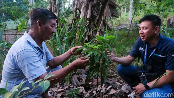 Desa Palaes, Kabupaten Minahasa Utara, Sulawesi Utara, memiliki tanah yang subur untuk bercocok tanam. Karena itu, lewat program BRI Menanam, warga Palaes diajak untuk budi daya alpukat.