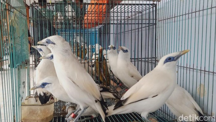 Burung jalak Bali yang diserahkan ke BKSDA Jawa Tengah, Jumat (24/11/2023).