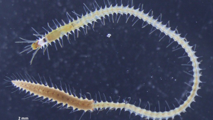 cacing Megasyllis nipponica