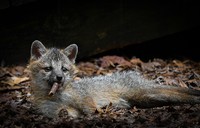 The Comedy Wildlife Photography Awards 2023
Dakota Vaccaro
Victor
United States

Title: